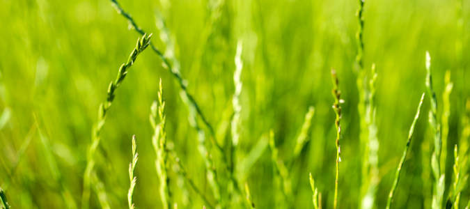 ryegrass