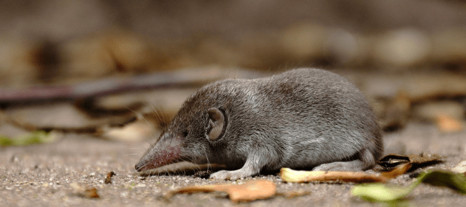 a shrew