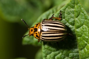 shutterstock_37059907 Insects in the Garden: The Good, The Bad & The Ugly