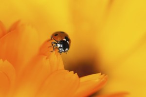  Insects in the Garden: The Good, The Bad & The Ugly