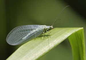  Insects in the Garden: The Good, The Bad & The Ugly