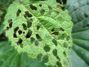  Insects in the Garden: The Good, The Bad & The Ugly