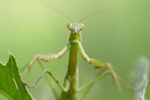 shutterstock_95427724 Insects in the Garden: The Good, The Bad & The Ugly