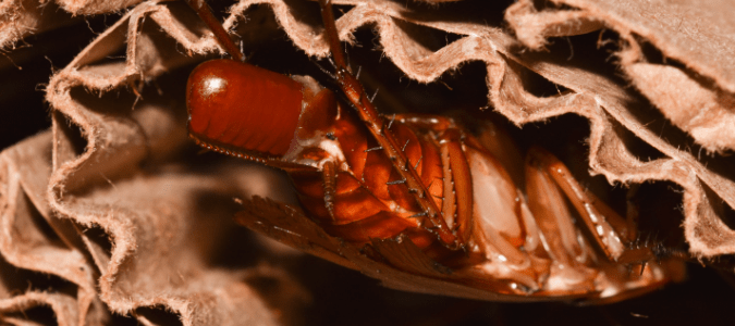 a cockroach egg casing