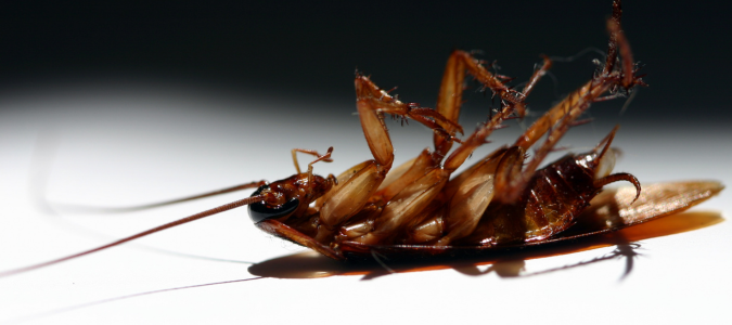 a small black roach