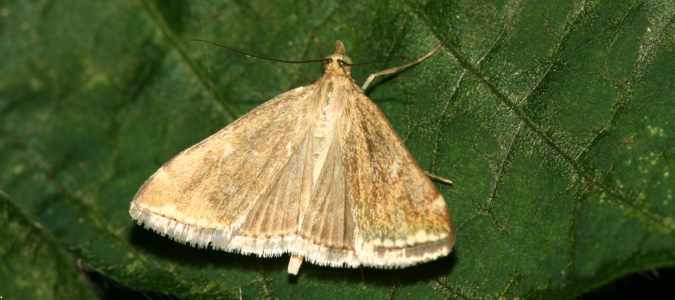 a sod webworm larva