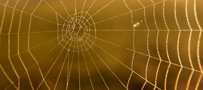 an empty southern house spider web