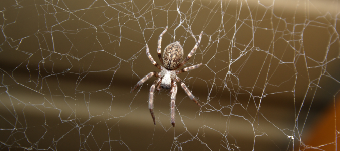 a spider