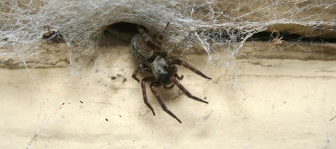 a spider
