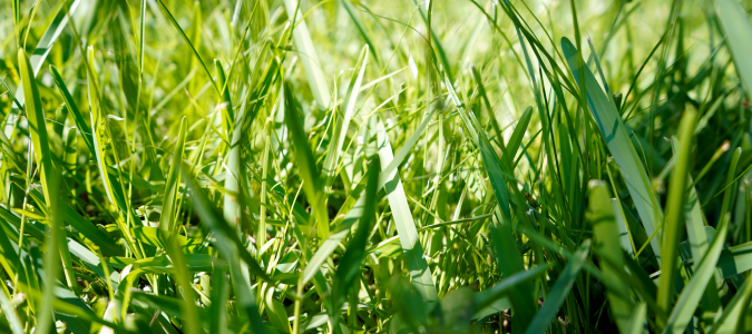 st augustine grass