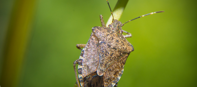a stink bug