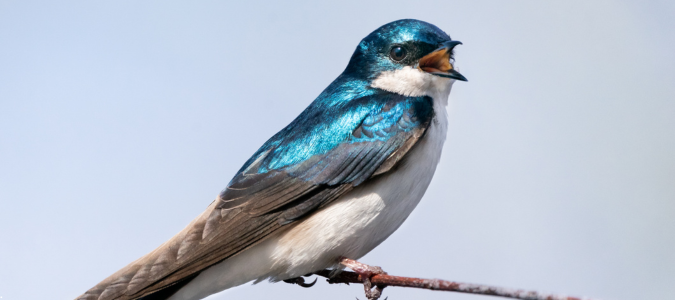 a swallow