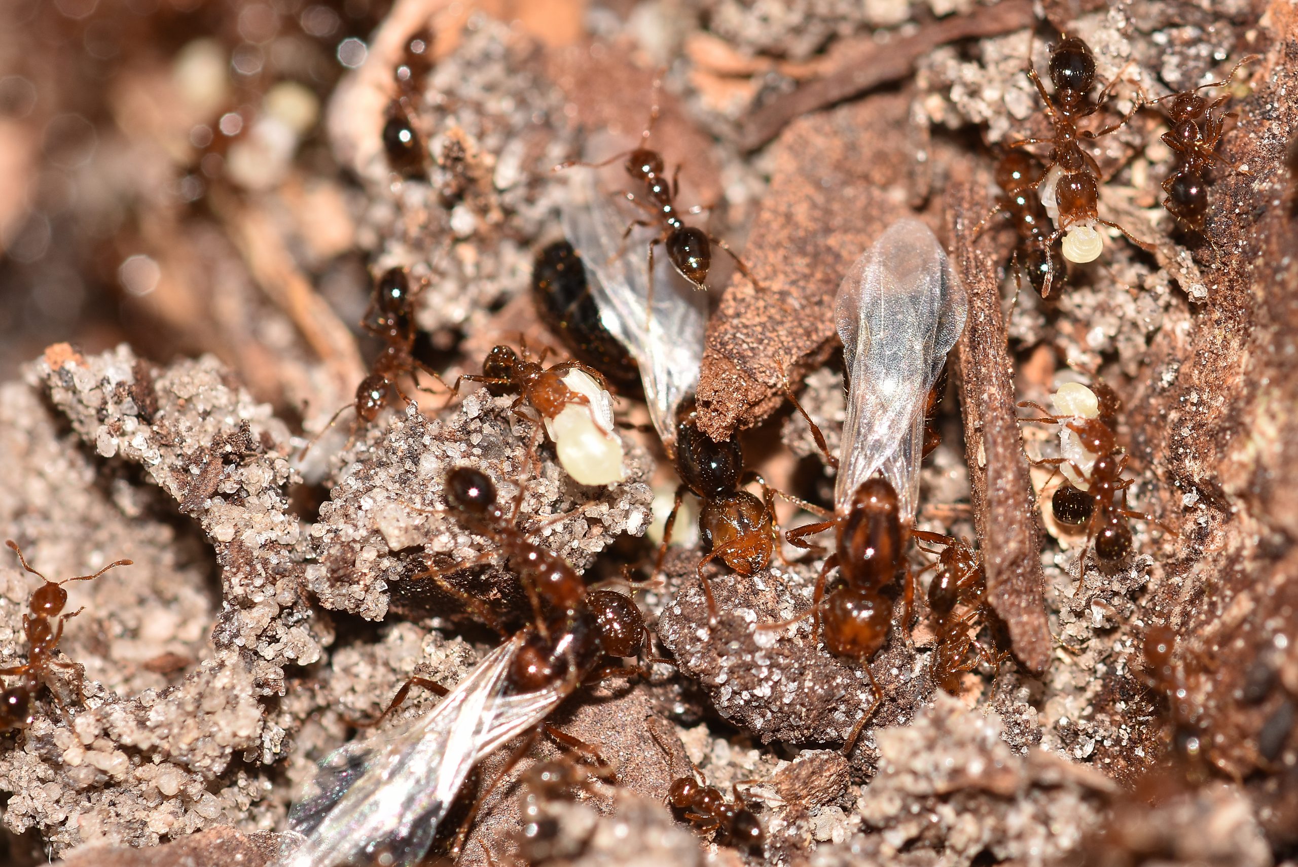fire ant swarmers