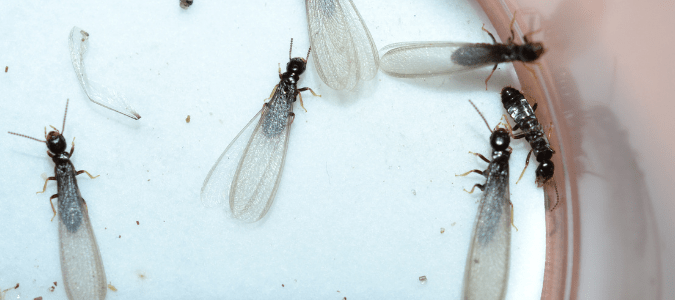 winged termites