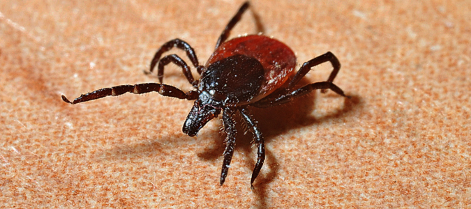 a tick