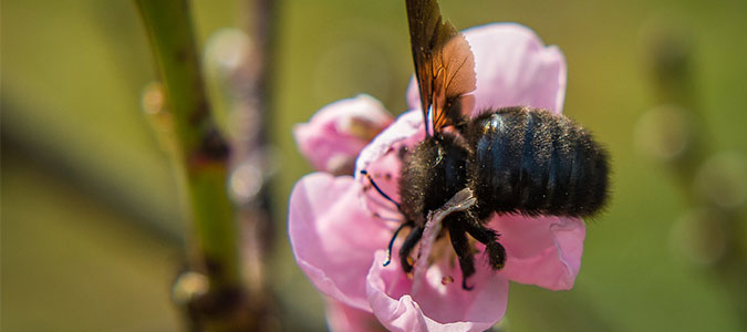 a carpenter bee