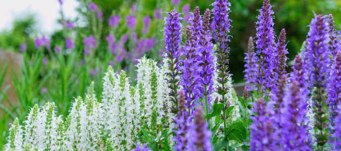 salvias