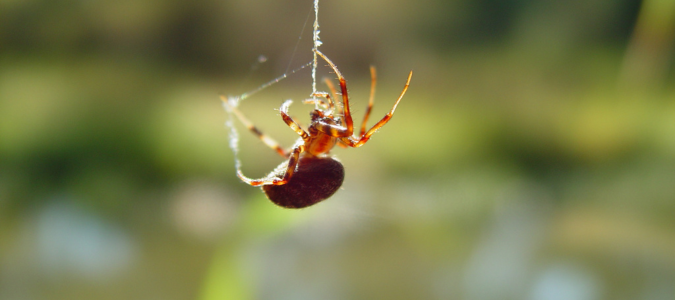 a spider
