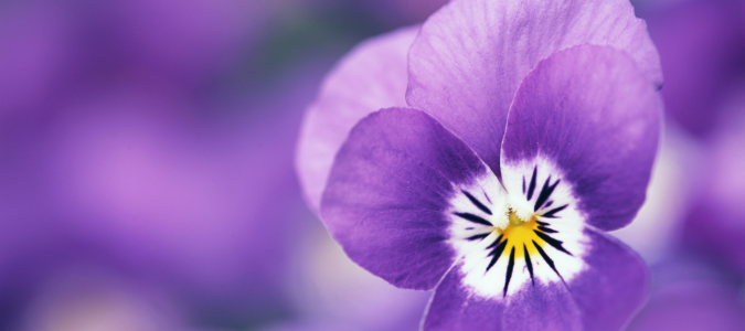 violas