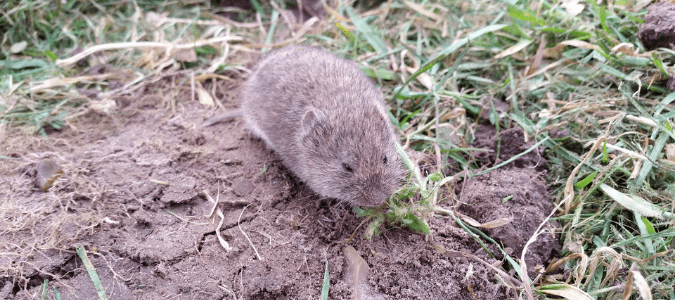 a vole near its burrow