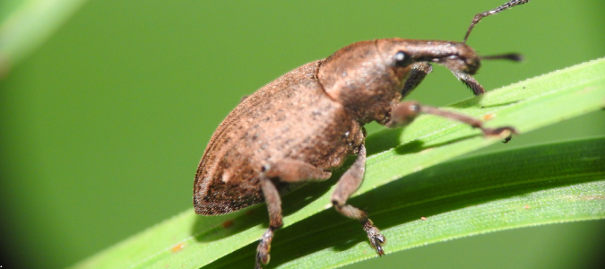 a weevil