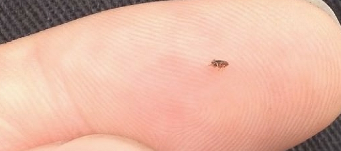a flea