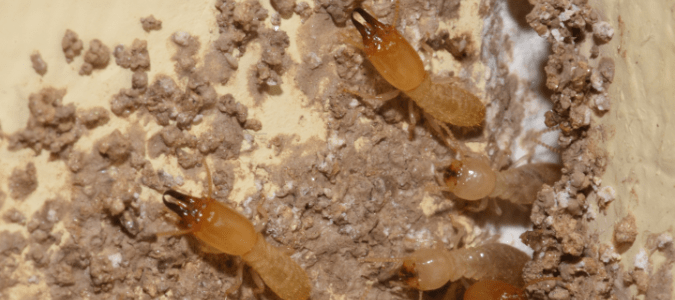 drywood termites on wood