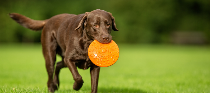 a dog with a frisbee