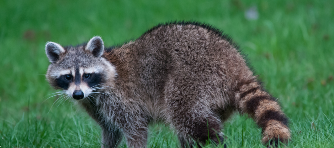 a raccoon