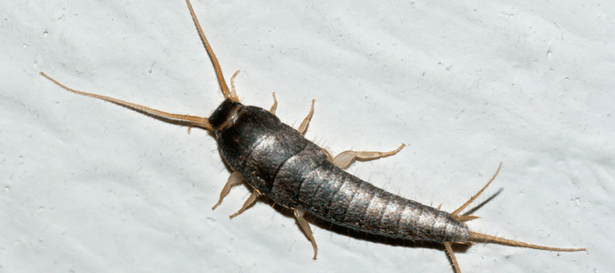 a silverfish