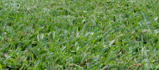 buffalo grass