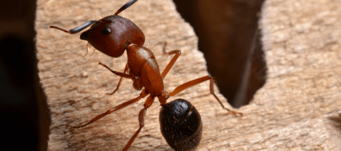 a carpenter ant on a piece of damaged wood
