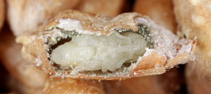 wheat weevil larva