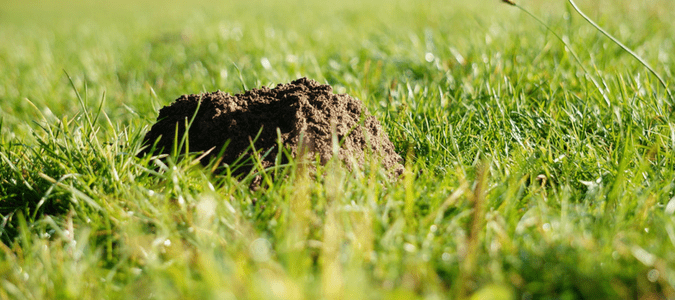 a mole hole