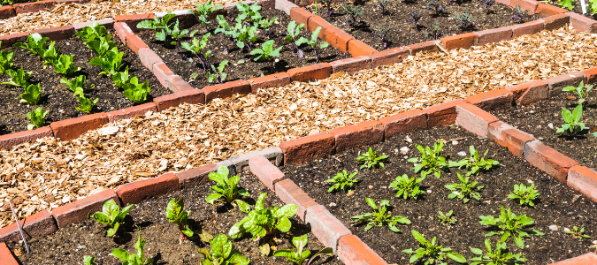 a freshly fertilized garden