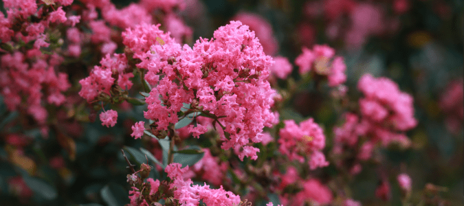 a crape myrtle tree