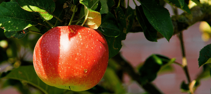 an apple tree