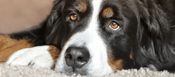 a dog with fleas
