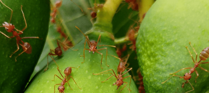 fire ants on a plant