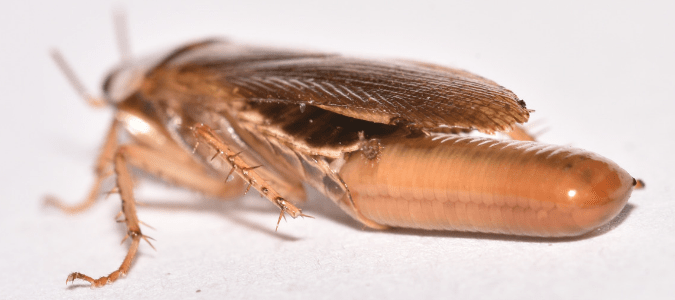 a german roach on a white background