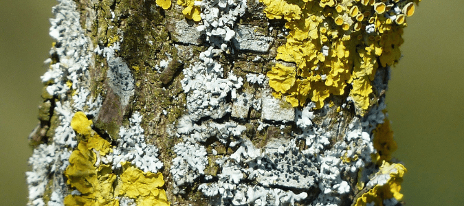 white bugs on crape myrtles known as crape myrtle bark scale