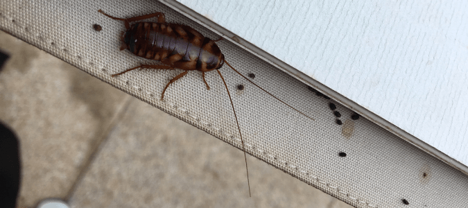a roach on the floor