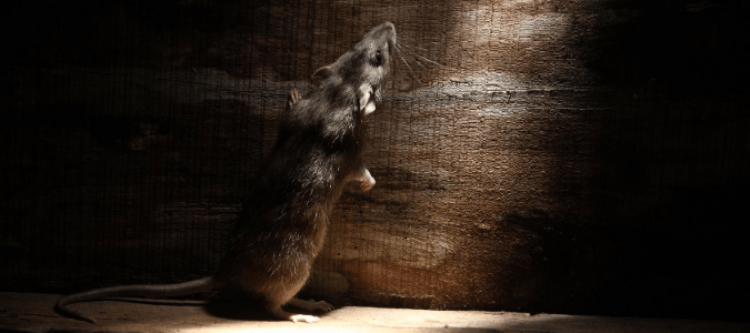 a mouse in a dark house