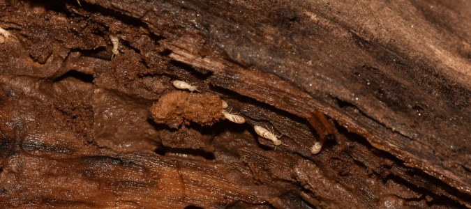 wood damage