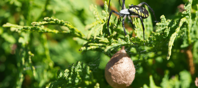 a yellow garden spider with her egg sac