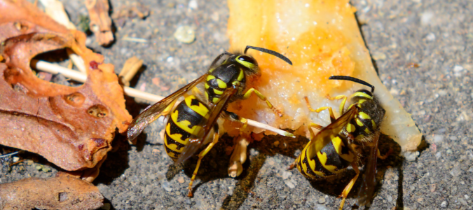 two yellowjackets