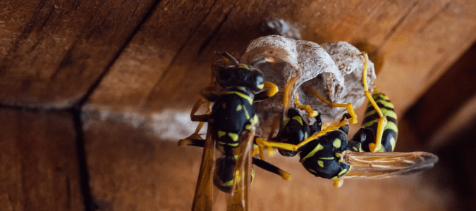 two yellowjackets on a nest
