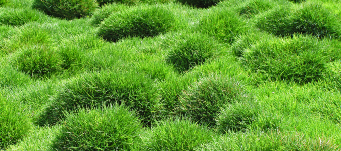 zoysia grass