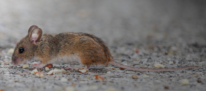 a mouse