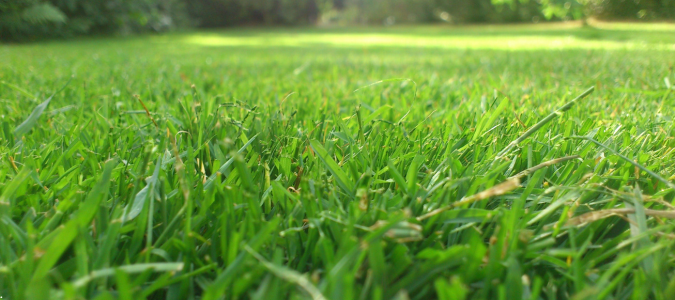 a lawn